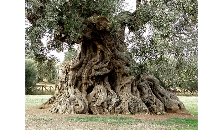 zeytin ağacı