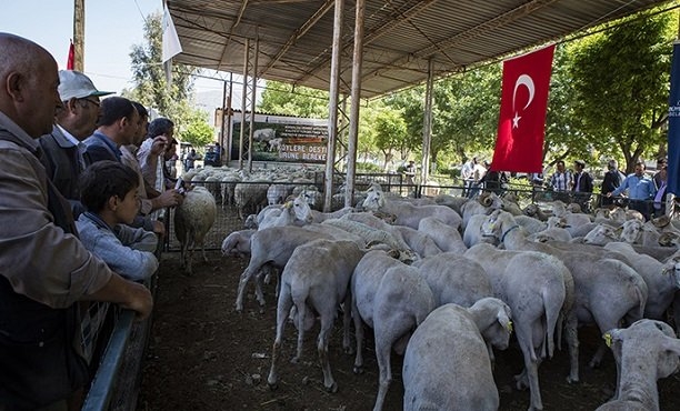 izmir-hayvan-dagitimi-gidahatti