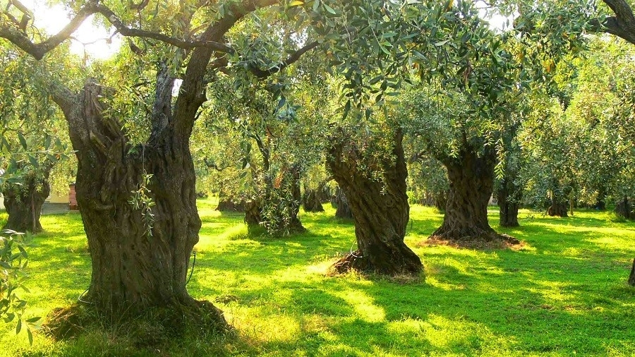 zeytin-agaci-gidahatti