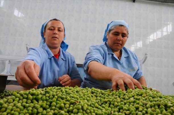 zeytin kadın