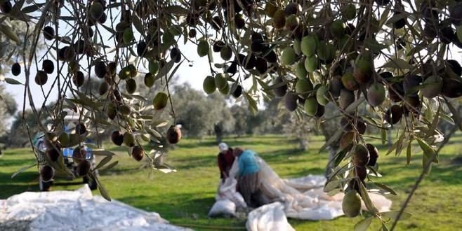 zeytin-uretici-gidahatti